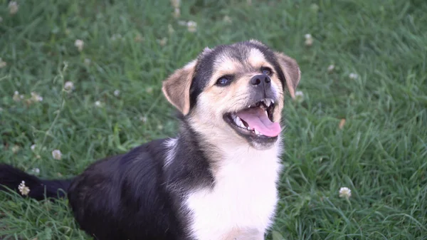 Joyeux Petit Chien Souriant Avec Langue Sur Herbe Jardin — Photo