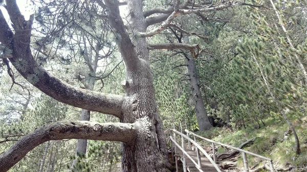 Mujer Caminando Por Una Escalera Madera Hacia Bosque Cerca Viejo — Foto de Stock