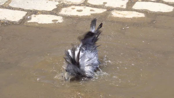 Homing Pigeon Bird Bathing Puddle Water — Stock Photo, Image