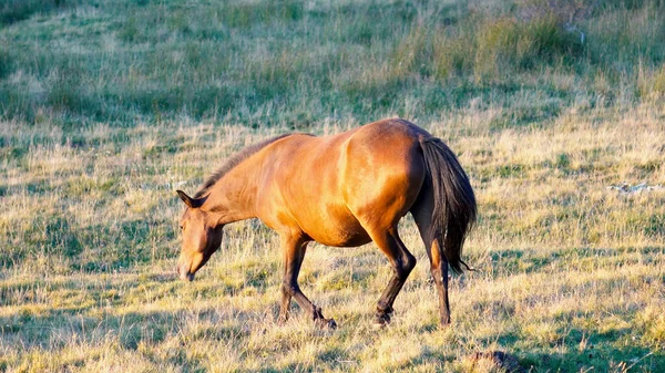 Paard Een Paardenboerderij Grazend Een Weide Het Gouden Uur — Stockfoto