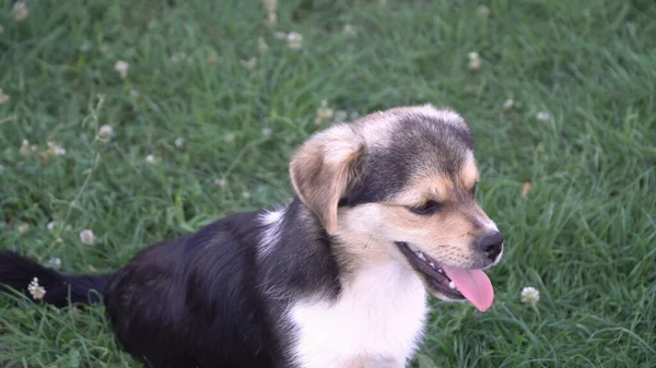 Joyeux Petit Chien Souriant Avec Langue Sur Herbe Jardin — Photo