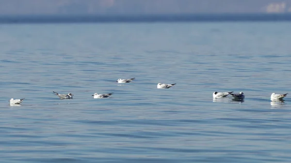 Bandada Gaviotas Flotan Tranquila Superficie Del Lago — Foto de Stock