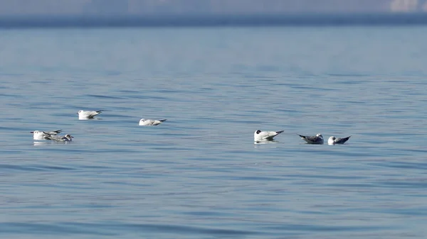 Стадо Чаек Плавает Спокойной Поверхности Озера — стоковое фото