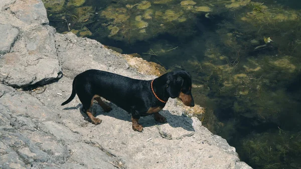 Chien Noir Debout Bord Mer Sur Plage Rocheuse Déserte — Photo