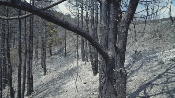 Шшш Дым Сгоревшего Леса Вырубка Лесов Пожар — стоковое фото