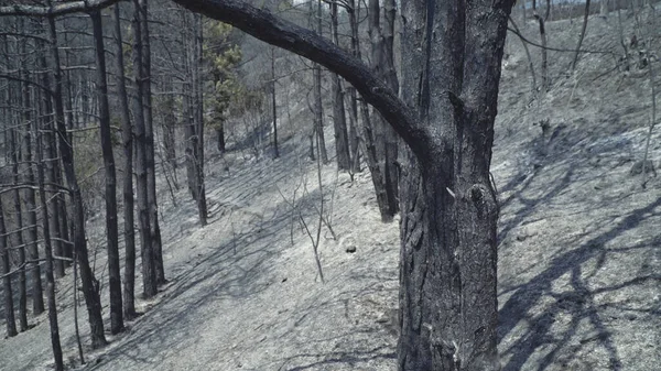 Manchas Fumaça Floresta Queimada Desastre Incêndio Desmatamento — Fotografia de Stock