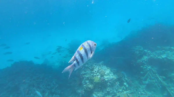 Sergent Major Poisson Sous Marin Dans Récif — Photo