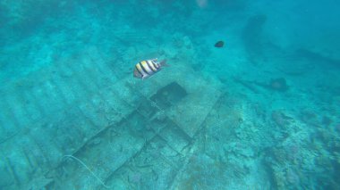 Başçavuş resifin altında büyük balık.