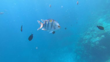 Sualtı Sahnesi Başçavuş Abudefduf Saxatilis, Mercan Resifi ve Tropikal Balık