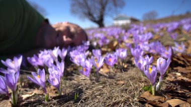 Baharda çayırda yatan bir adam etrafındaki mor kır çiçekleriyle