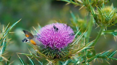 Bulanık pembe kutsal süt devedikeni çiçeği, kapat