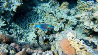 Mercan resifi Kızıl Deniz manzarası