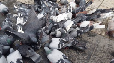 Selanik, Yunanistan - 14 Mayıs 2019: Yunanistan 'ın Selanik kentinde Yürüyen Güvercinleri Besleyen İnsanlar, yavaş çekim