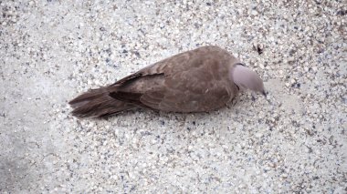 Yakalı güvercin, Streptopelia dekaokto beslemesi