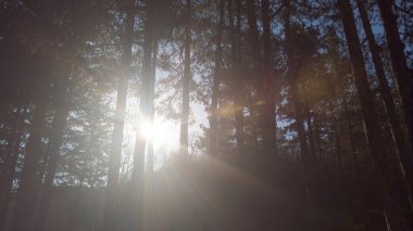 Yapraklarla çerçevelenmiş taze yeşil yaprak ağaçlarından oluşan manzaralı bir orman. Güneş, sıcak ışınlarını yeşilliklere saçıyor.
