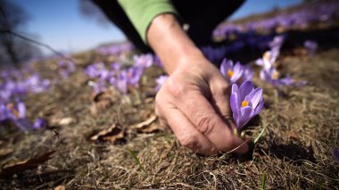 Yürüyüşçü baharda yabani mor timsah tarlasından bir çiçek topluyor.