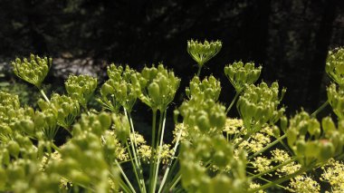 Angelica planı, umbelliferae çiçeği