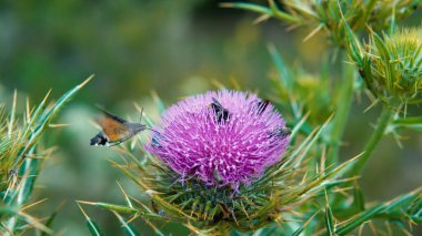 Bulanık pembe kutsal süt devedikeni çiçeği, kapat