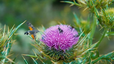 Bulanık pembe kutsal süt devedikeni çiçeği, kapat