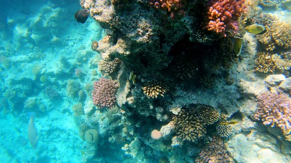 Récif Corallien Poissons Tropicaux Monde Sous Marin Plongée Plongée Avec — Photo