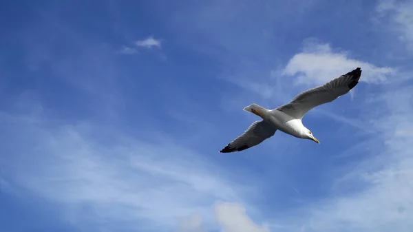 Gaviota Volando Cielo Día Verano — Foto de Stock