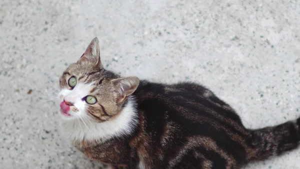 Retrato Gato Mirando Aire Libre —  Fotos de Stock