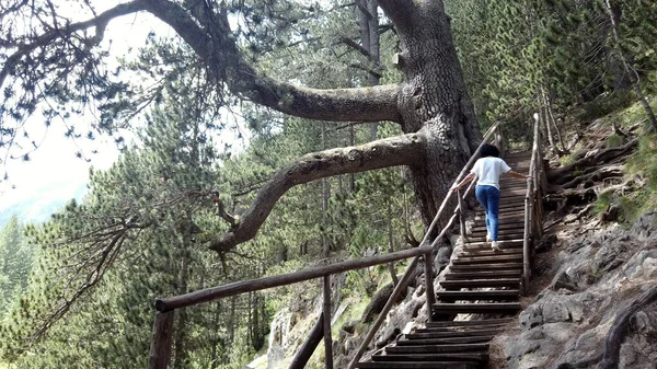 Vrouw Loopt Houten Trap Het Bos Bij Gigantische Oude Eikenboom — Stockfoto