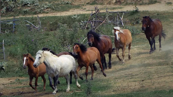 Dağda Koşan Vahşi Atlar — Stok fotoğraf