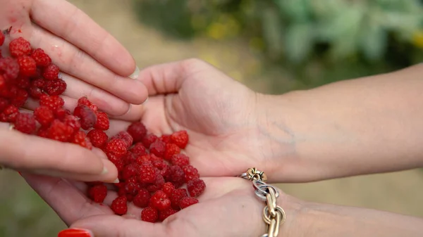 Frauen Sammeln Frische Himbeeren Direkt Vom Bauernhof — Stockfoto