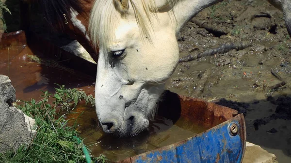 Cavalli Della Fattoria Bevono Acqua Dalla Mangiatoia — Foto Stock