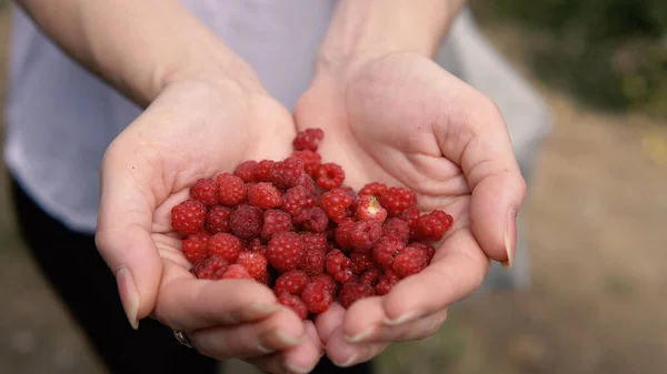 Frauen Sammeln Frische Himbeeren Direkt Vom Bauernhof — Stockfoto