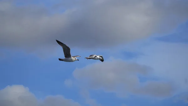 Mouettes Volant Dans Ciel Bleu Près Mont Athos Grèce — Photo