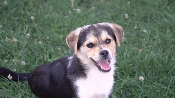 Glad Leende Liten Valp Hund Med Tunga Trädgård Gräs — Stockfoto