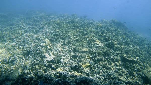 Paysage Marin Sous Marin Récifal Tropical Scène Corail Récifal Sous — Photo