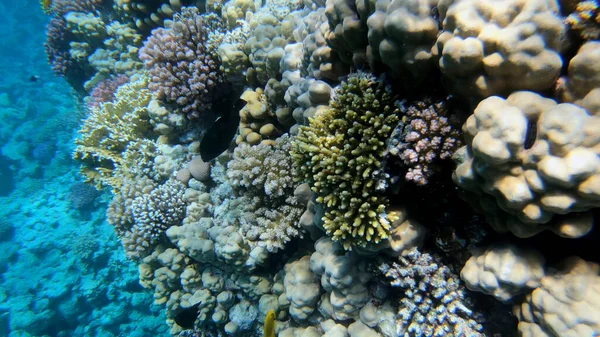 Récif Corallien Poissons Tropicaux Monde Sous Marin Plongée Plongée Avec — Photo