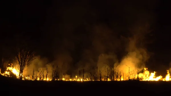 Вырубка Лесов Тропических Лесов Азии Огненное Пламя Большой Дым Ночью — стоковое фото