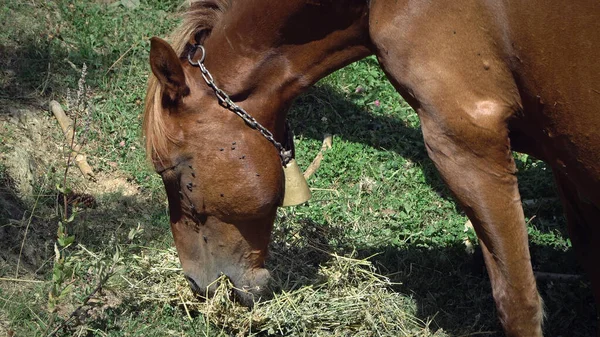 Cavalli Pascolo Campo Allevamento Cavalli — Foto Stock