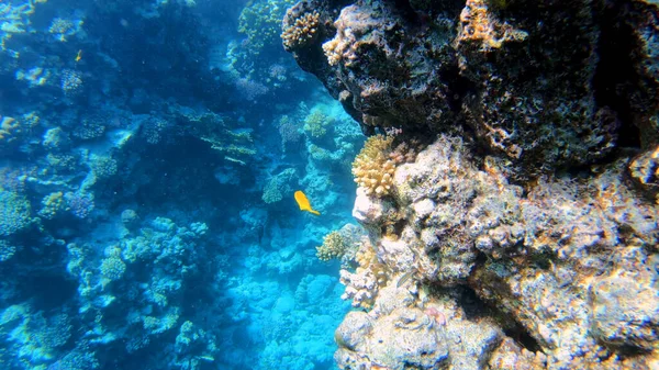 Paysage Marin Sous Marin Récifal Tropical Scène Corail Récifal Sous — Photo