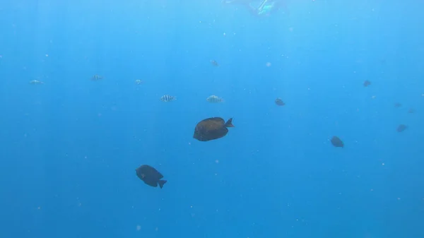 Scène Sous Marine Avec Sergent Major Fish Abudefduf Saxatilis Récif — Photo