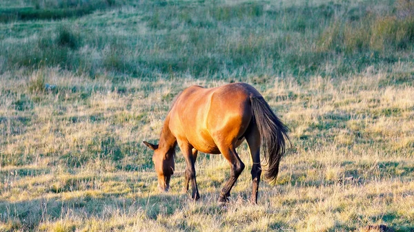 Horse Horse Farm Grazing Meadow Golden Hour — Stock Photo, Image