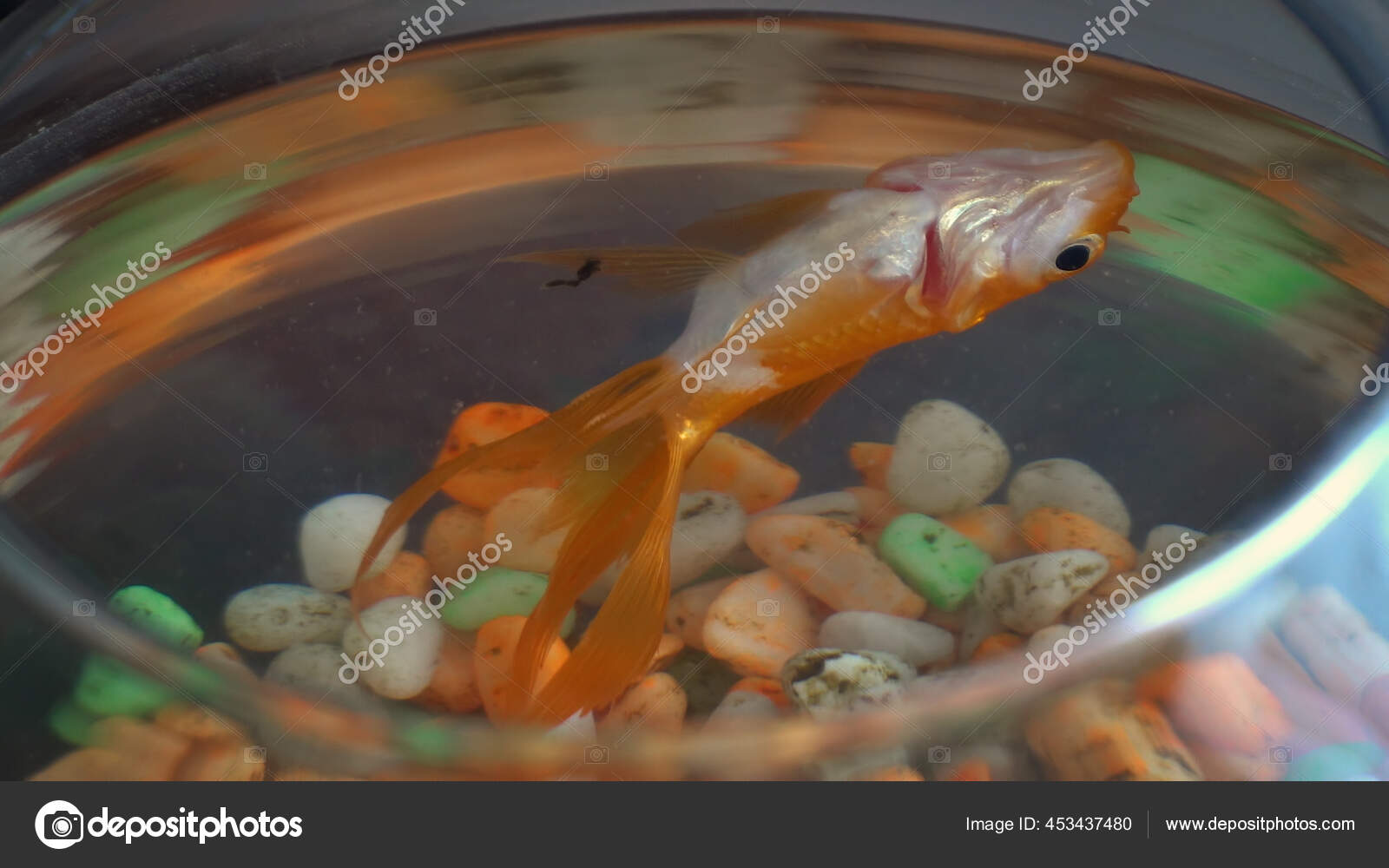 Dead Gold Fish Floating Top Bowl Aquarium — Stock Photo © zefart #453437480
