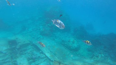 Başçavuş resifin altında büyük balık.