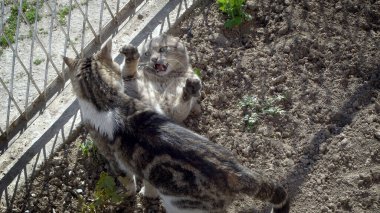 İki çizgili kumru çimenlerde aşk ritüeli yapıyor.