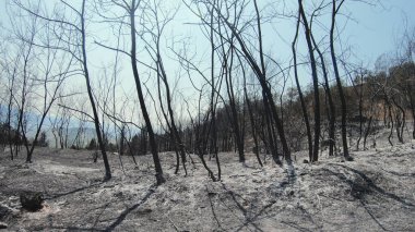 Orman yangını kalıntıları, yanmış ağaçlar ve kül toprağı.