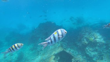 Başçavuş resifin altında büyük balık.