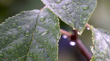 Yağmurdan sonra erik ağacına damlaları yakın