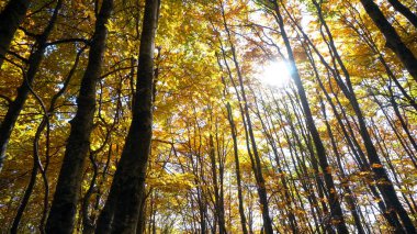 Ormanda altın sarısı yaprakları olan renkli sonbahar ağaçları, güzel mevsimlik ormanlar, güneşli sonbahar, gerçek zamanlı