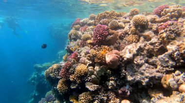 Tropikal resif deniz altı deniz manzarası. Su altı mercan resifi sahnesi. Renkli mercan resifleri. Deniz yaşamı balık bahçesi