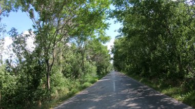 Kırsal yoldaki Ağaç Tünelinden Geçen Trafiğin Zaman Çizelgesi