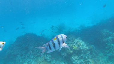 Başçavuş resifin altında büyük balık.